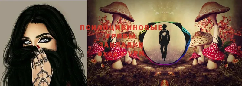 Псилоцибиновые грибы Magic Shrooms  Новороссийск 